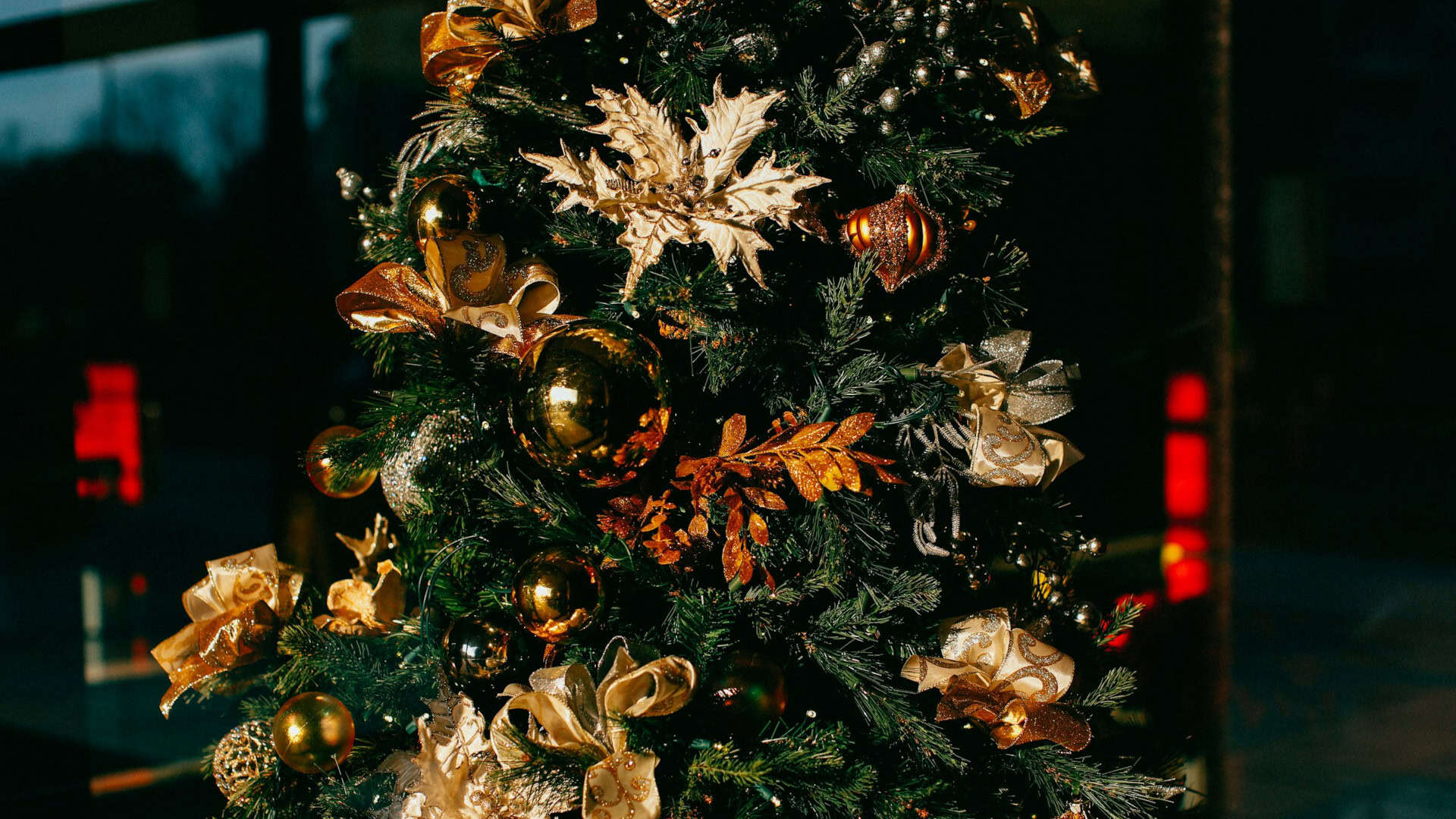 Noleggio alberi di Natale